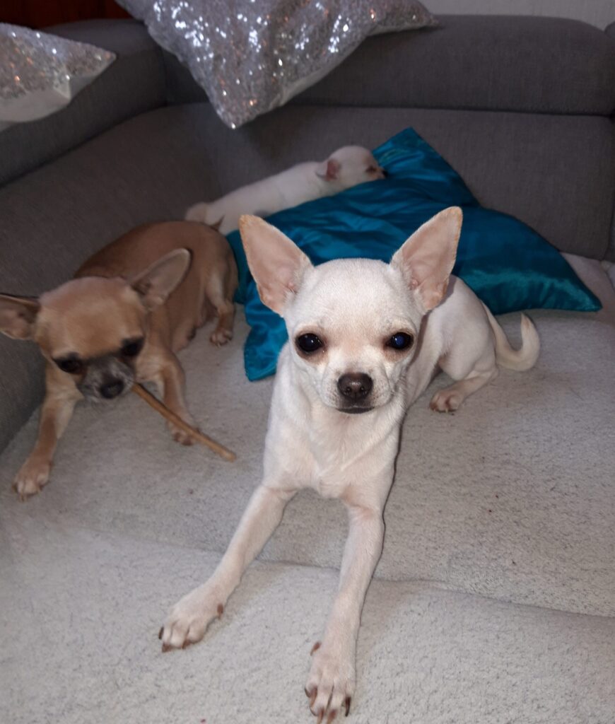 Traja psy Chihuahua oddychujú na pohovke.