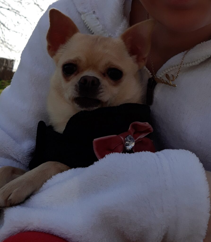 Chihuahua in black coat with red bowtie.