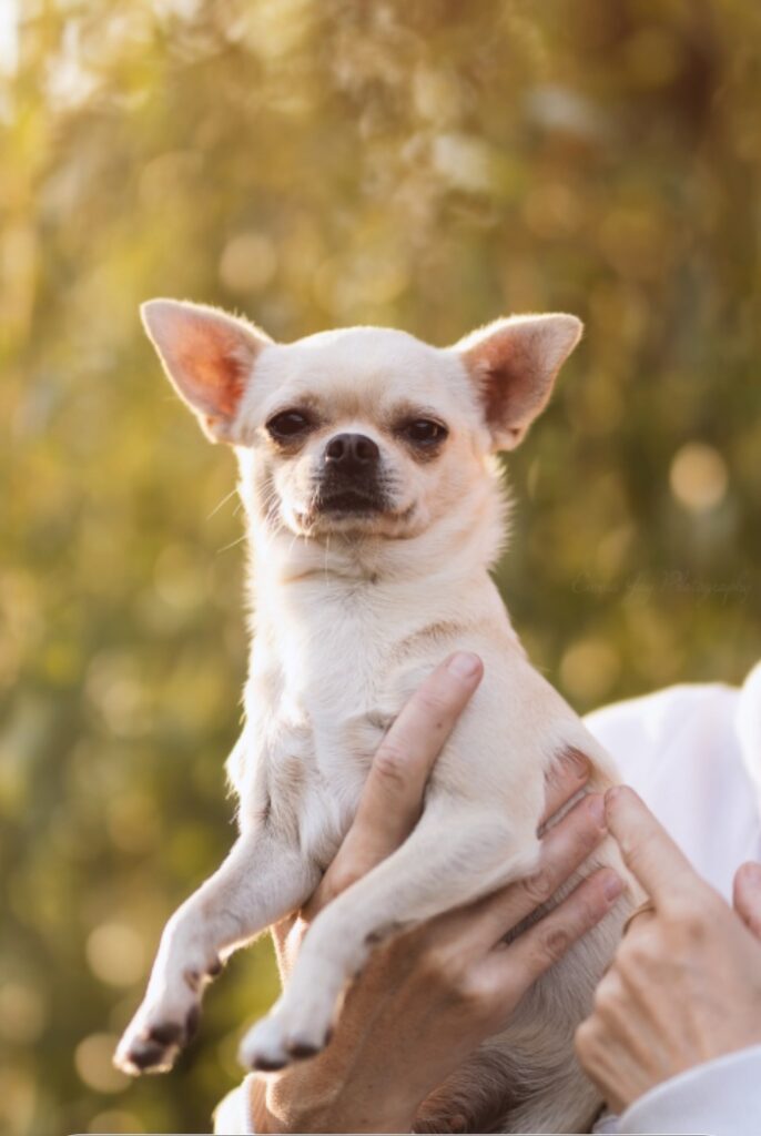 Person holding Chihuahua outdoors in sunlight.