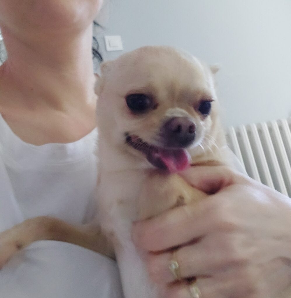 Person holding a happy Chihuahua dog indoors.