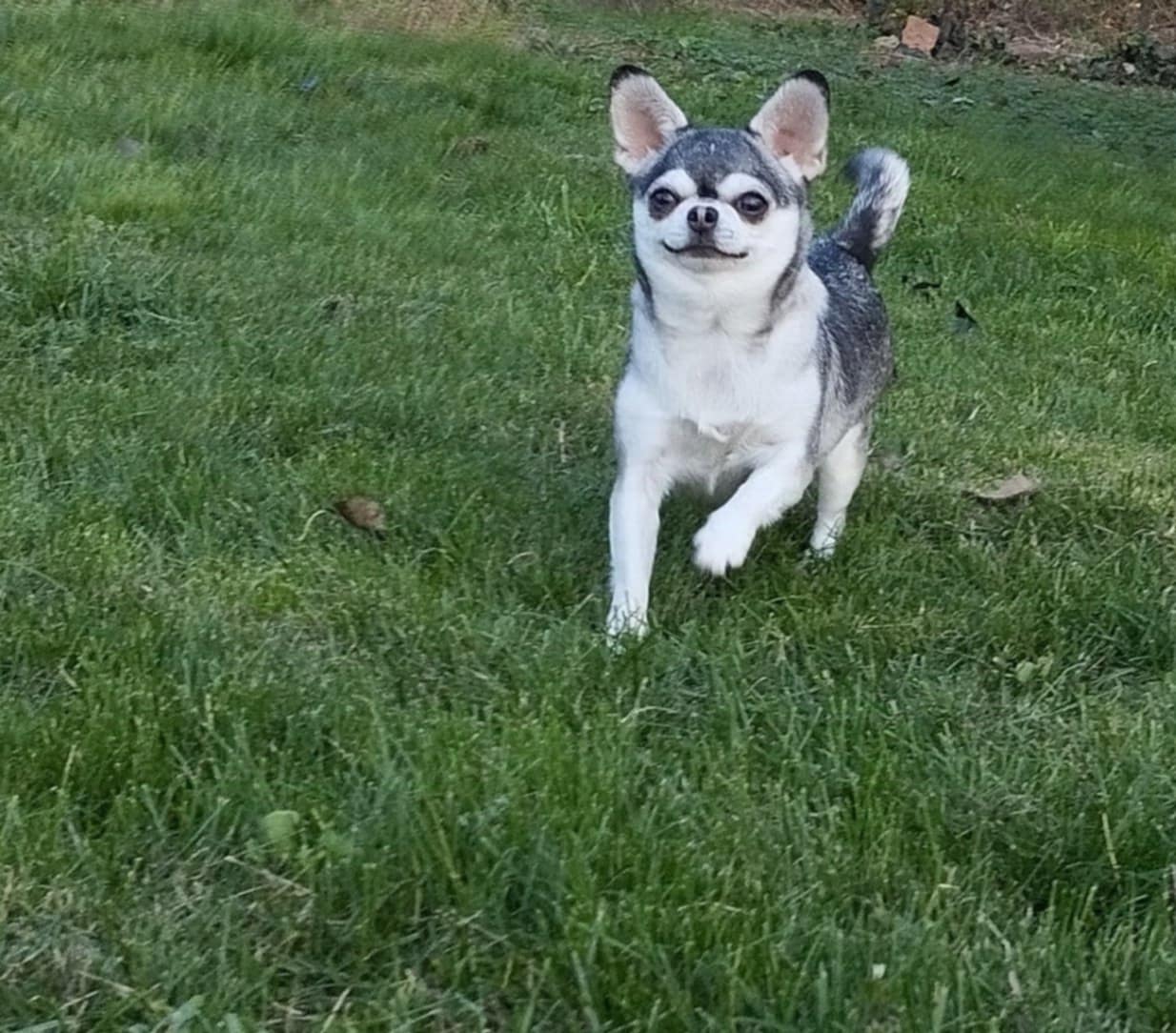 Chihuahua beží na tráve.