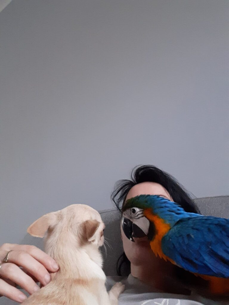 Person with parrot and chihuahua on sofa.