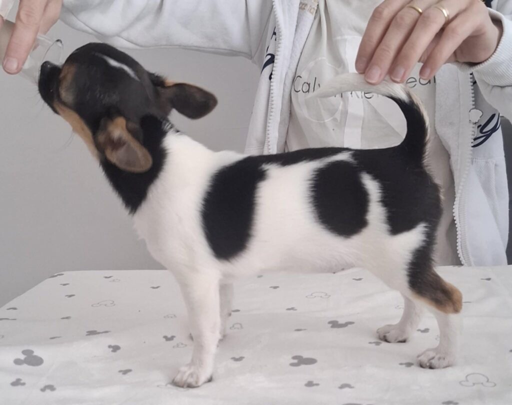 Šteniatko pije z fľaše na stole.