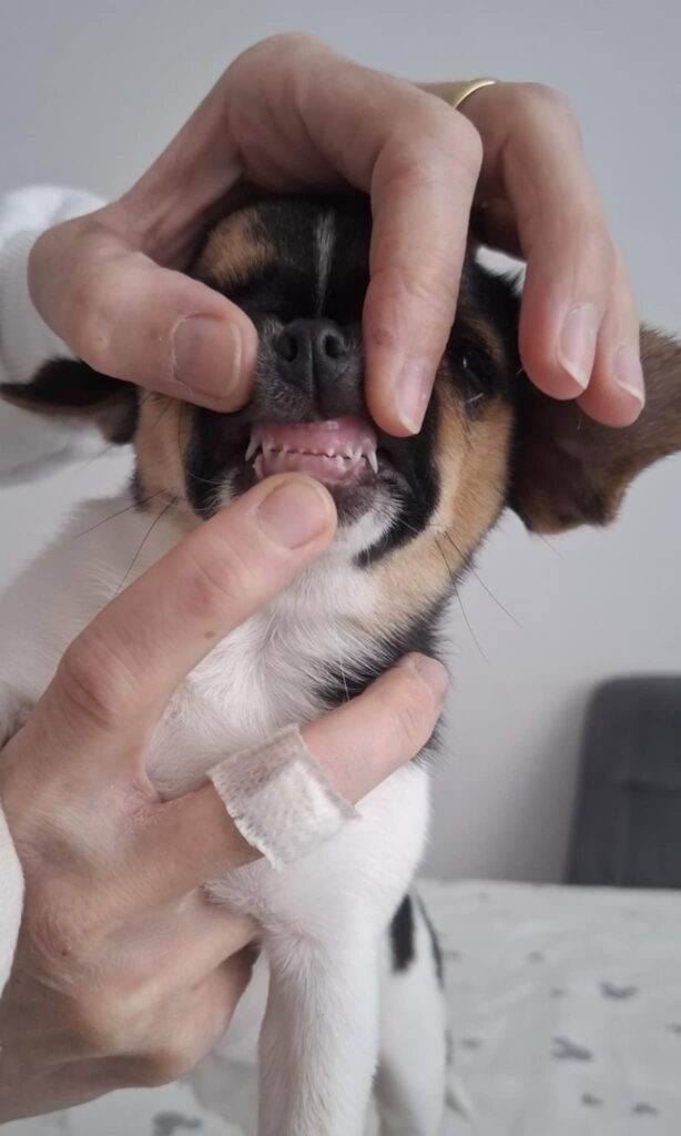 Kontrola zubov u šteňaťa veterinárom.