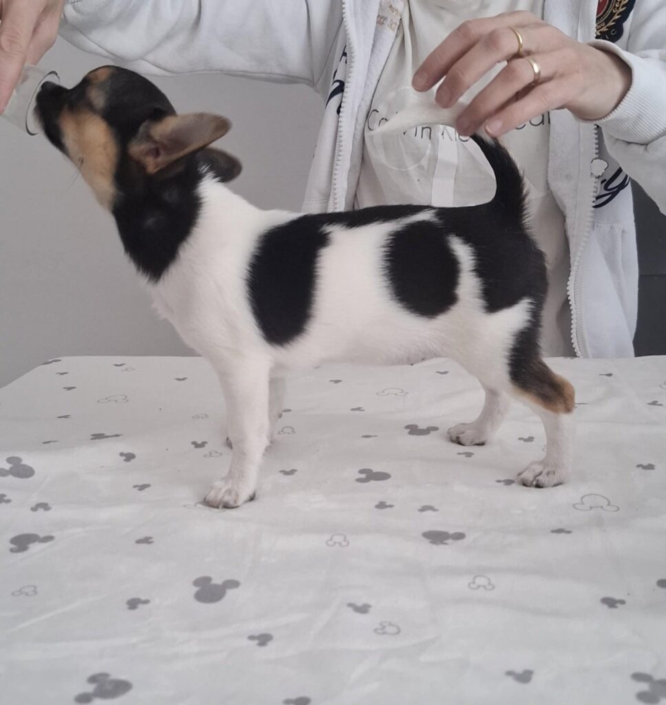 Šteniatko sa dotýka ruky osoby.