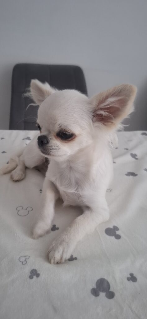 Biely pes Chihuahua leží na posteli