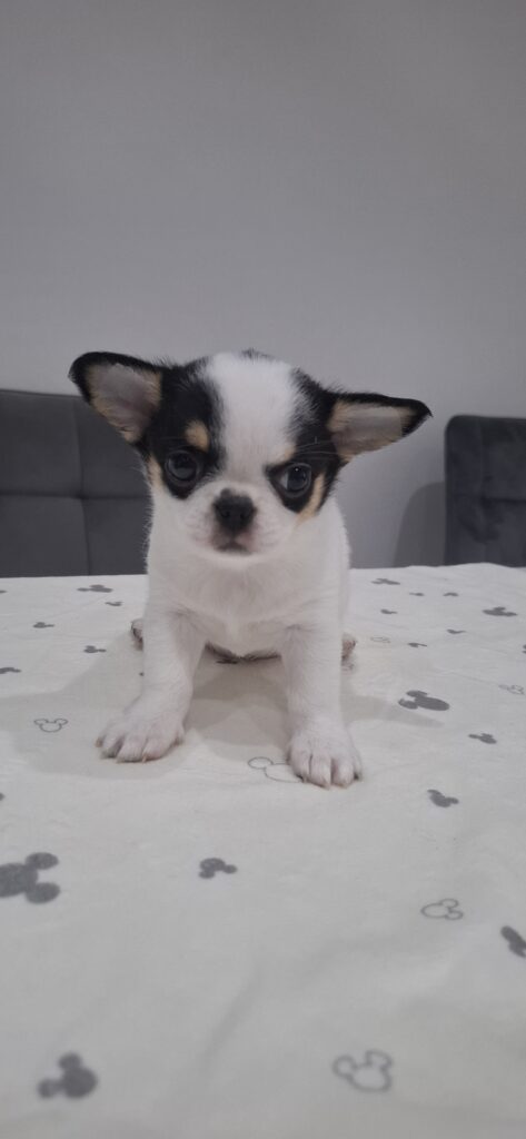 Roztomilé šteniatko chihuahua na posteli.