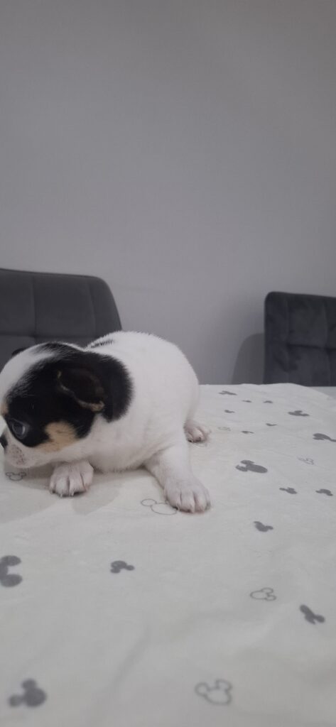 Šteňa na posteli so vzorom.