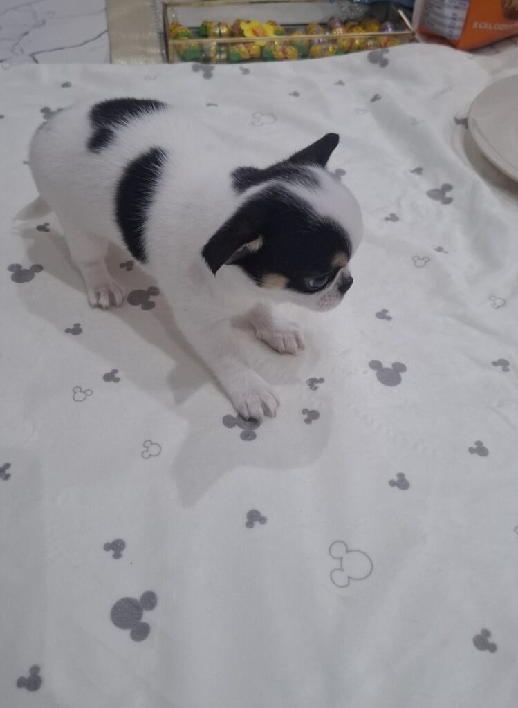 Čierno-biele šteniatko na dekore s Mickey Mouse vzorom.